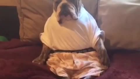 Bulldog casually sits and watches TV like human