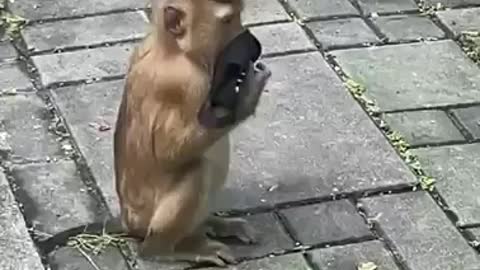 Monkey copying Humans 😄😂