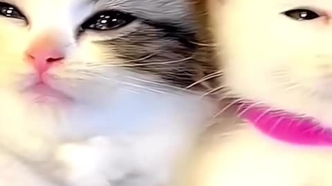 Cats funny videos || cute cats videos