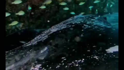 Tailless Stingray With HUGE STONEFISH