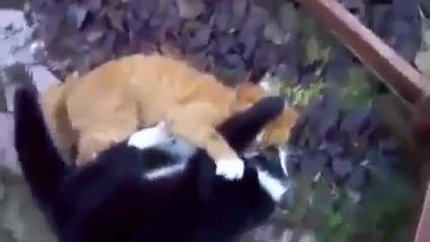 Extreme cats fight to the death