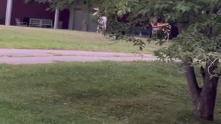 Rare Albino Deer Grazes in Front Lawn