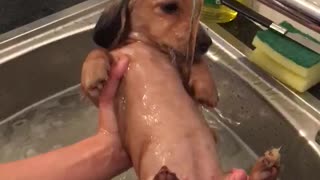 Dachshund puppy preciously enjoys bath time
