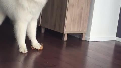 Funny Samoyed Howls with Chew Toy!