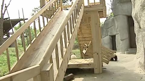 Cute pandas playing on the slide