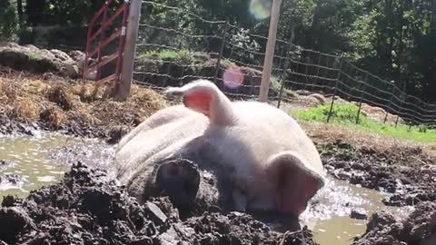 Pig takes a mud bath