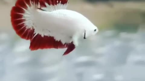 Red Dragon Snow Cupang fish
