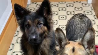 German Shepard loves salad!