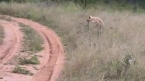 Safari Tourist Films Bizarre Footage Of Hyena Walking On Two Legs👏🏽