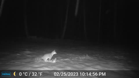 Ringtail Hunting in the Snow
