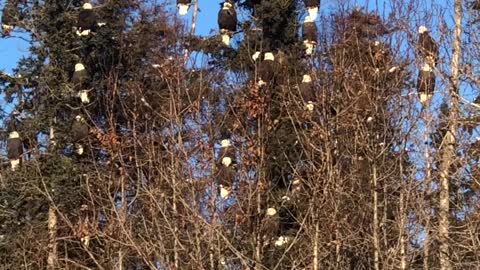Large Gathering of Bald Eagles at Garbage Dump in Alaska