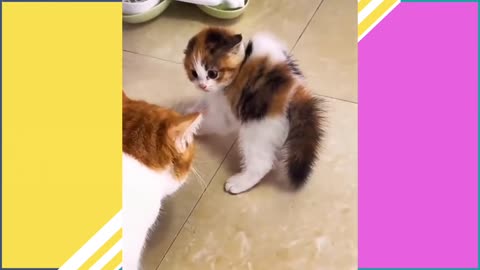 Funny animals | Kitten Videos | Funny Animals | Kitten Videos