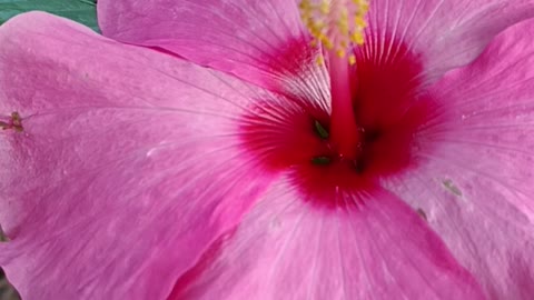 pink flower