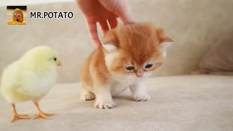 kittens Walk with a Tiny Chicken | Cute Cat | Cute Chicken