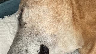 Sweet Dog Snoring