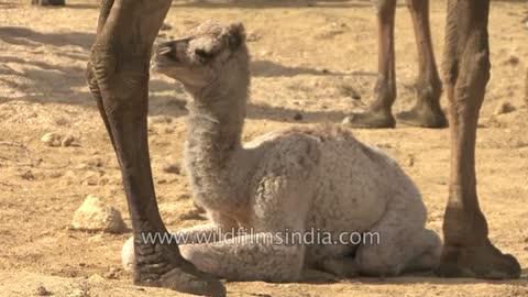 Camels depart on a desert journey - Kutch, Gujarat_Cut