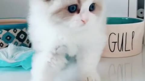cute cute cute kitten