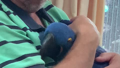 Hyacinth Macaw Gives Loving Hugs