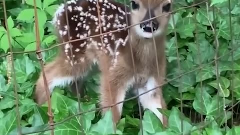 Dear Baby Playing In Forest