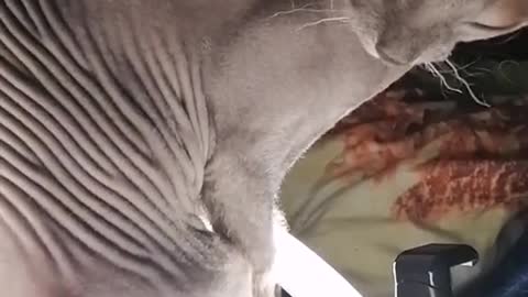 Bald cat gets high