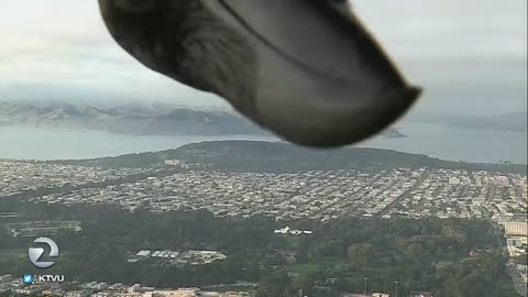 Bird photobombs weather report