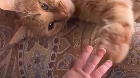 🐈 cat animal funny videos||funny cat animal video 2023