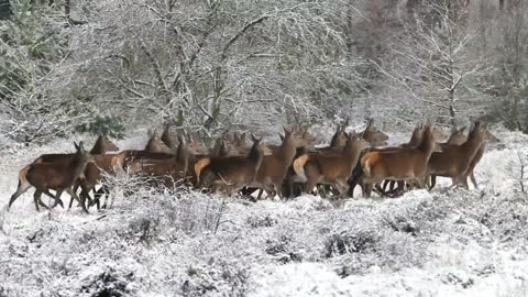 Herds of Deer Running in Jungle
