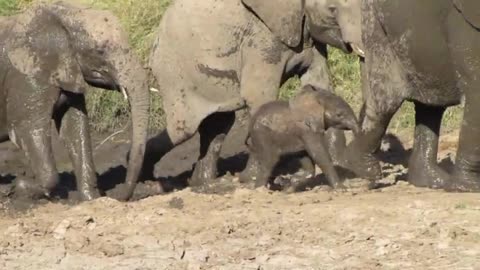 Baby elephant gets stuck in the mud