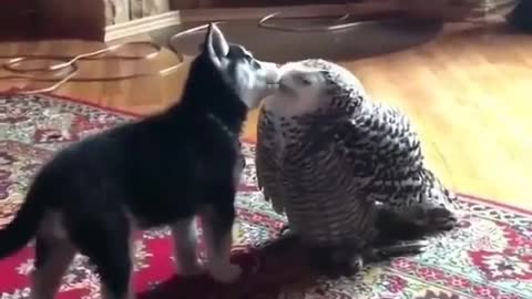 Husky and an owl kissing