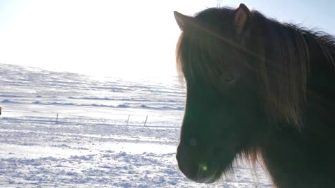 Iceland Snow Covered Land With Close Up Of Brown Icelandic Horse On A Sunny Day