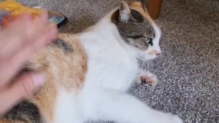 Cute cat loves butt smacks