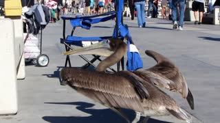 Friendly Pelican on pier