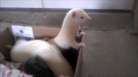 Ferret cruising in her box