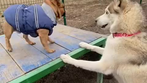 Husky argues with the Frenchman))) the Frenchman does not agree)))