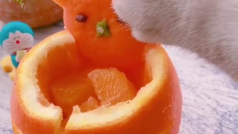 Super Chef Cat Makes Orange Fruit