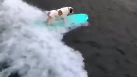 CUTE DOG SURFING BETTER THAN ME.mp4