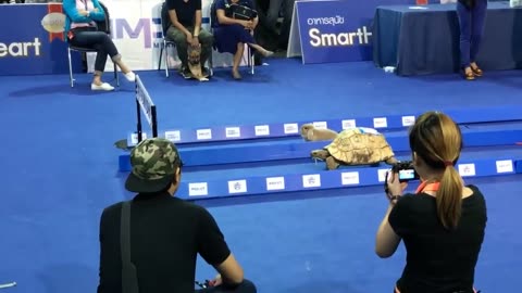 Tortoise vs. Hare - Who Wins?