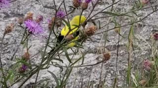 American goldfinch (Spinus tristis) Czyż złotawy 08.07.2021