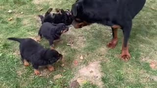 Dog Fascinated by First Puppy Meeting