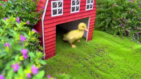 Monkey_Baby Bon_oes_to_the_toilet_and_plays_with_Ducklings_in_the_swimming_pool