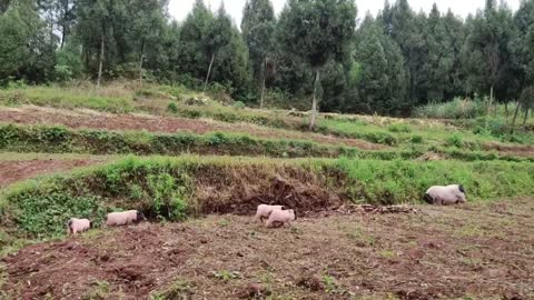 Mother Pig took her babies to the wild to find food