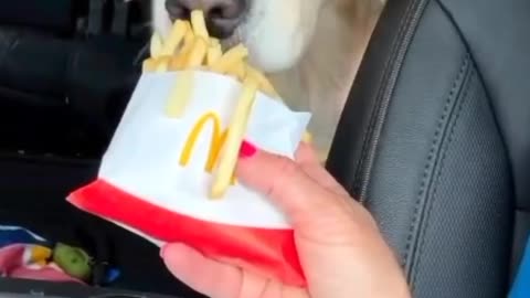 When I share my fries with my friends dog