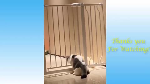 Top Funny Cat Videos Of The Weekly
