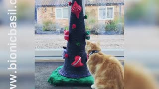 Cat Destroys Christmas Tree