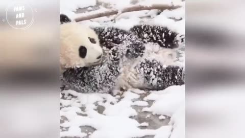 BABY PANDAS Playing With Zookeeper _ Funny baby pandas _ Baby panda falling