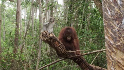 A Cute Orangutan & Macaque Form a Unique Friendship 🙃 Orangutan Jungle School | Smithsonian Channel