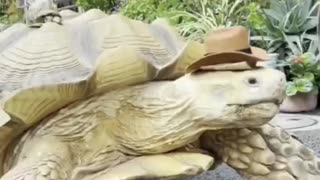 This turtle is hundreds of years old