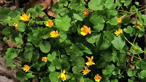 Beautiful blooming flower time lapse video