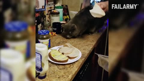 CLUMSY CAT FAILS | Funny Cat Videos