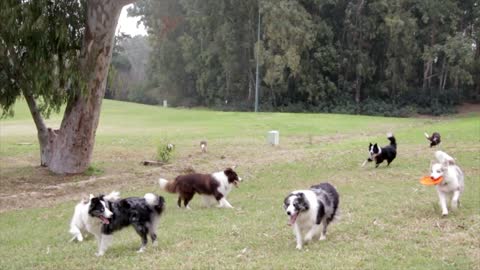 Dog park is fun.